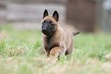 MALINOIS 842